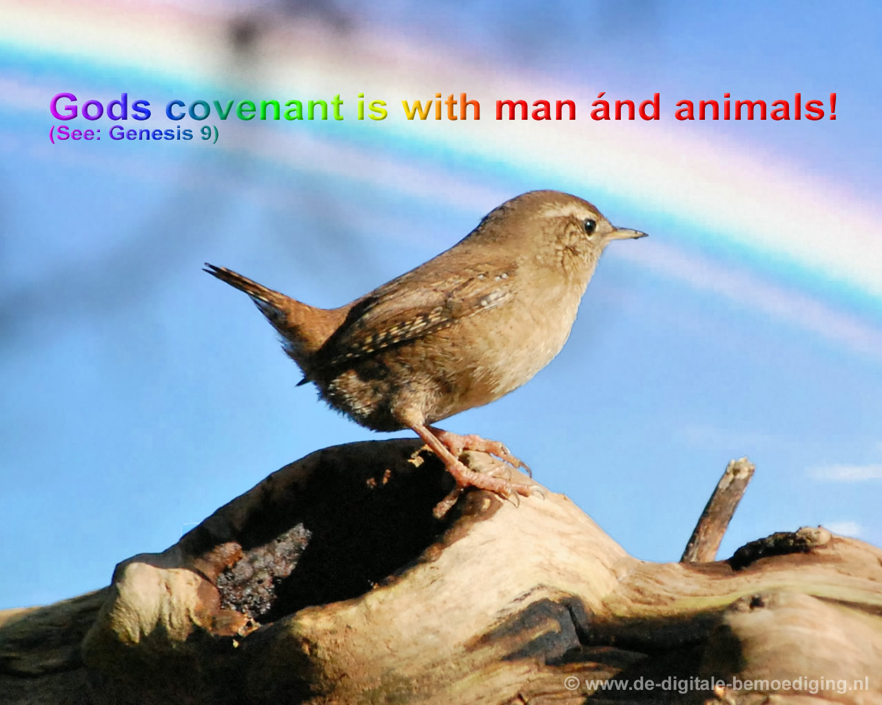 Gods Covenant: to man ánd animal!