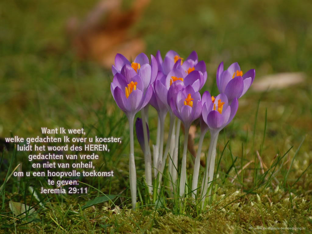 Crocus Jeremia 29:11