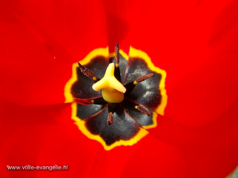 Tulp