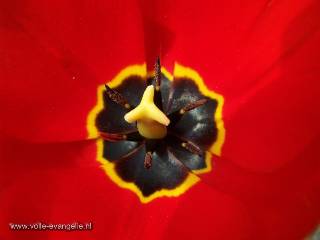 Tulp