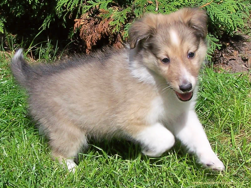 Sheltie