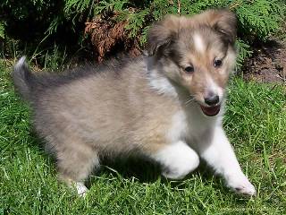 Sheltie