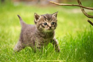 Tabby Kitten in Gras