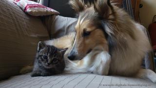 Tabby Kitten met Sheltie Hond