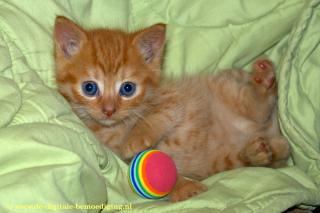 Rood Kitten