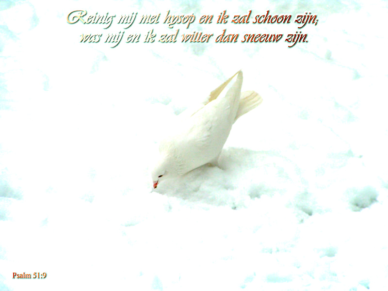Witter dan sneeuw Psalm 51