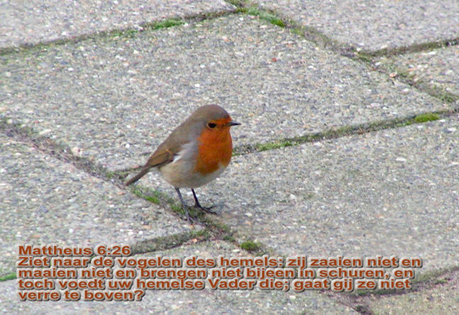 Zie naar de vogels