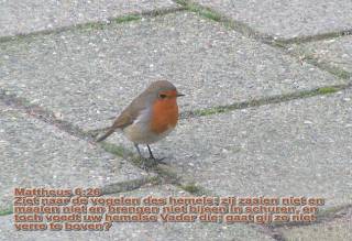 Zie naar de vogels