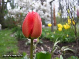 Rode Tulp