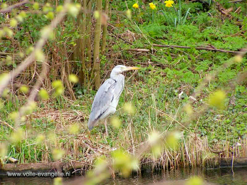 Reiger