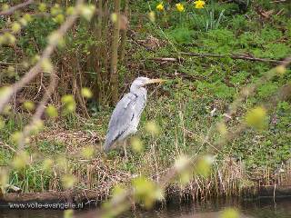 Reiger