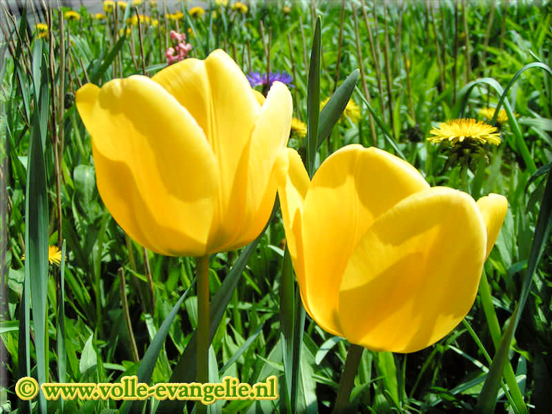 Gele tulpen