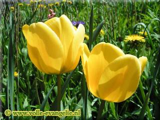 Gele tulpen