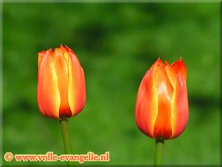 Tulpen