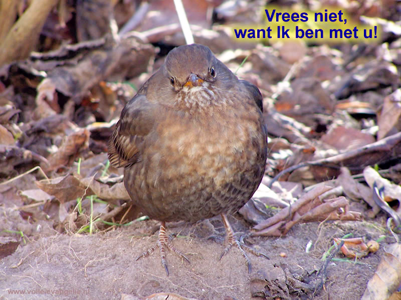 Vrees niet -Merel-