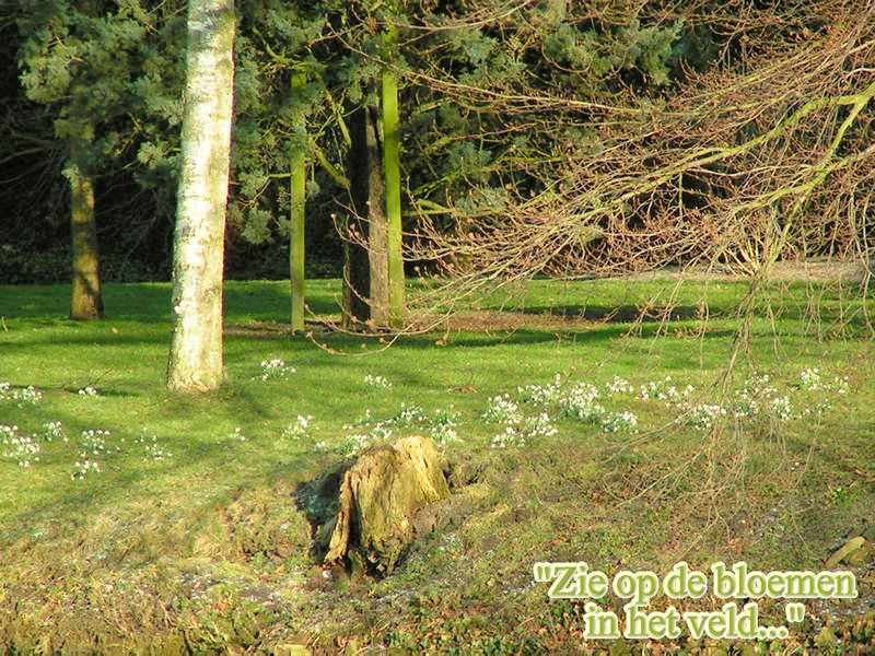 Zie op de bloemen...