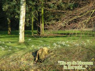 Zie op de bloemen...