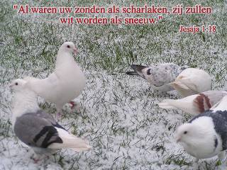 Witter dan sneeuw