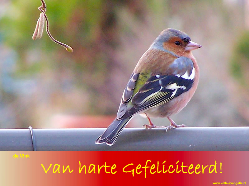 Gefeliciteerd -Vink-