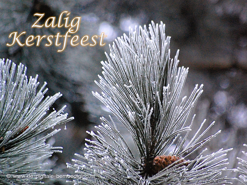 Zalig Kerstfeest